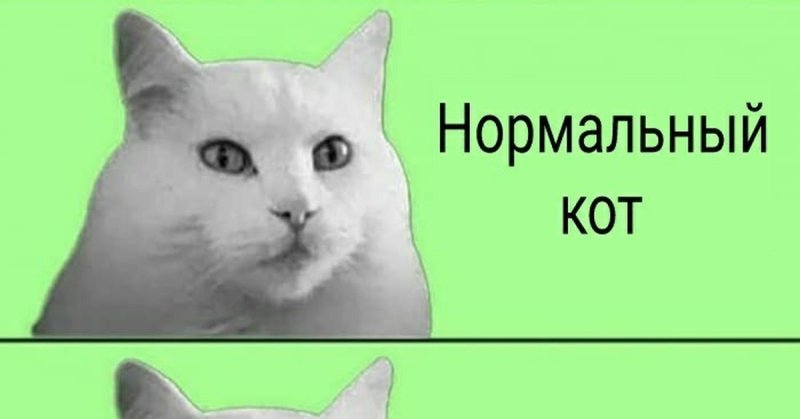 Нормальные котики