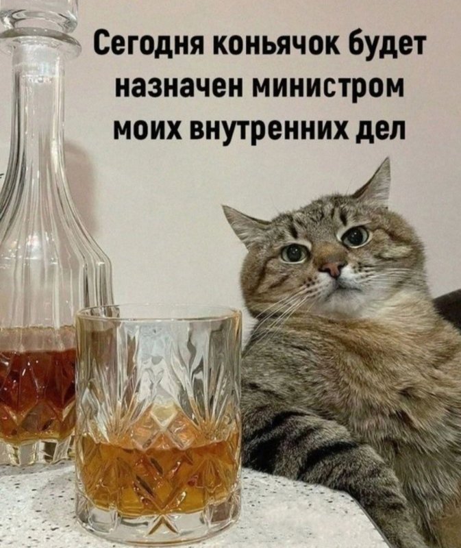 Кот Степан