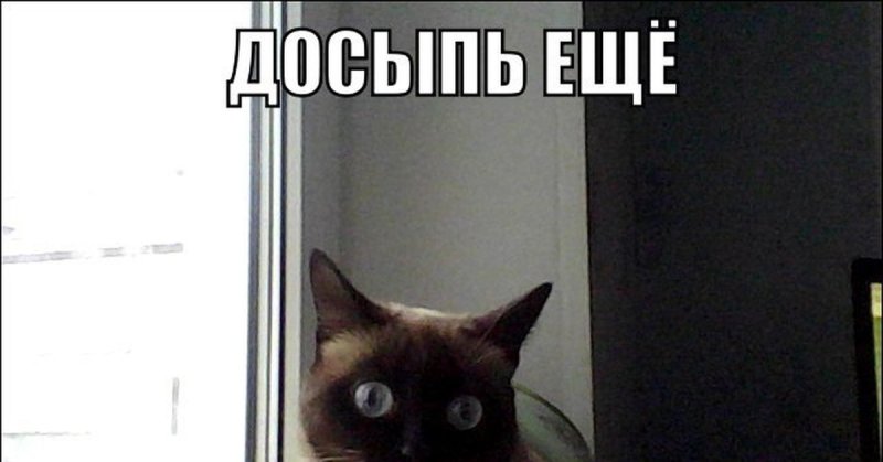 Наркотики мемы коты