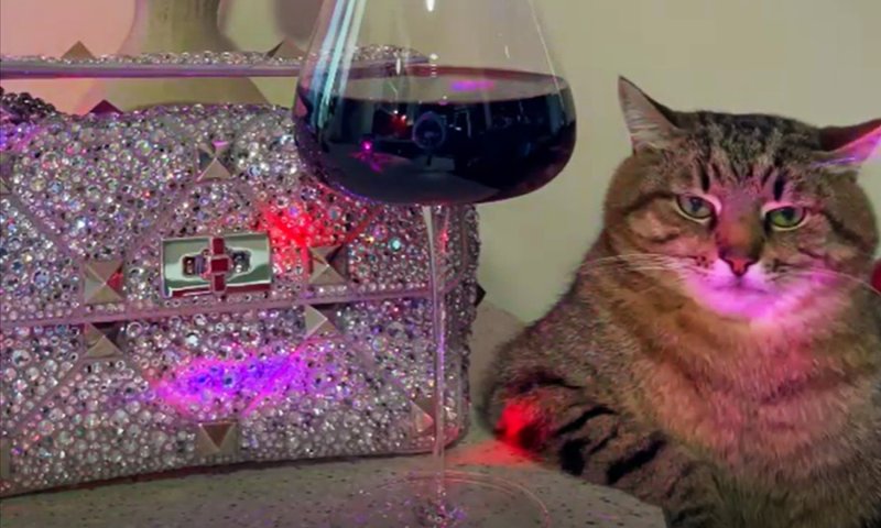 Кот Степан тик ток