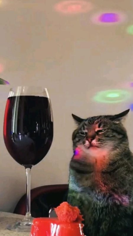 Кот Степан с бокалом