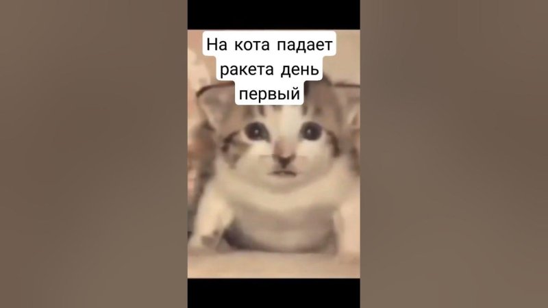 На кота падает ракета