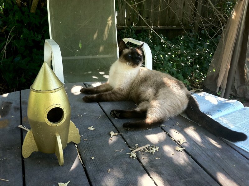 Кот на ракете вниз