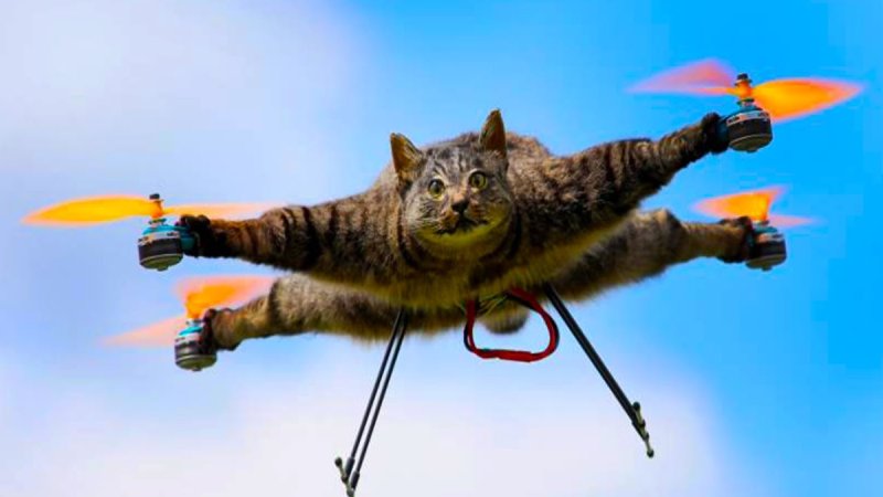 Кот на квадрокоптере