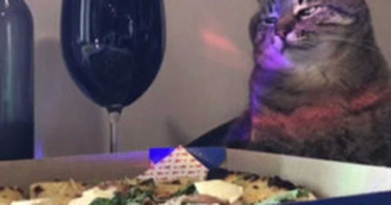 Томный кот Степан