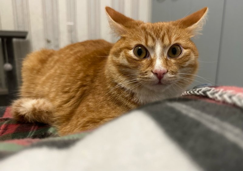 Рядовой Рыжик