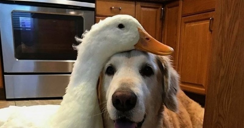 Собака и Гусь Мем