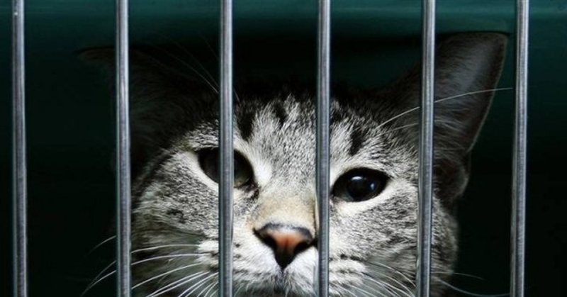 Кот за решеткой