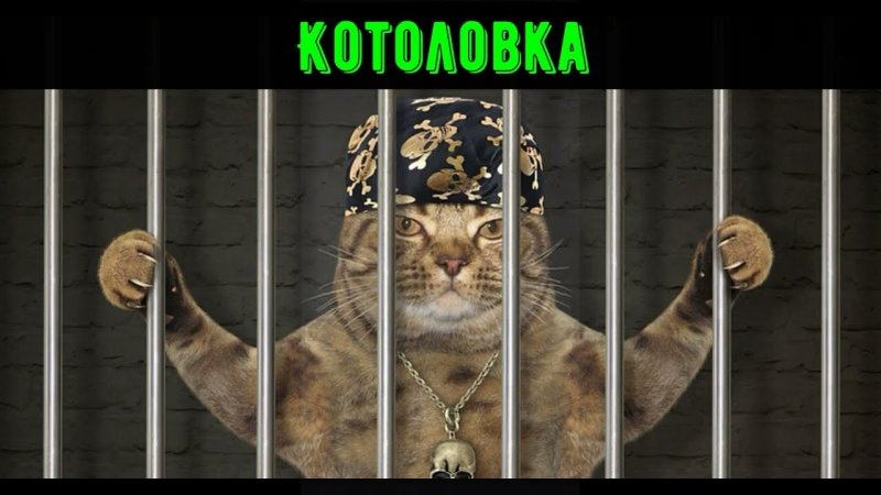 Кот за решеткой