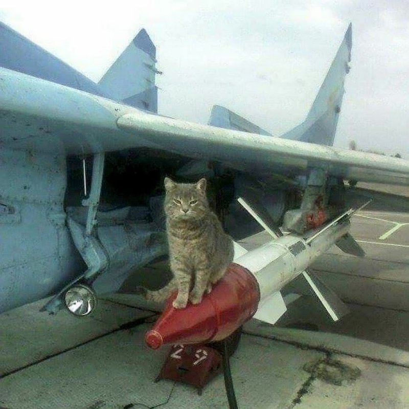 Кот на ракете