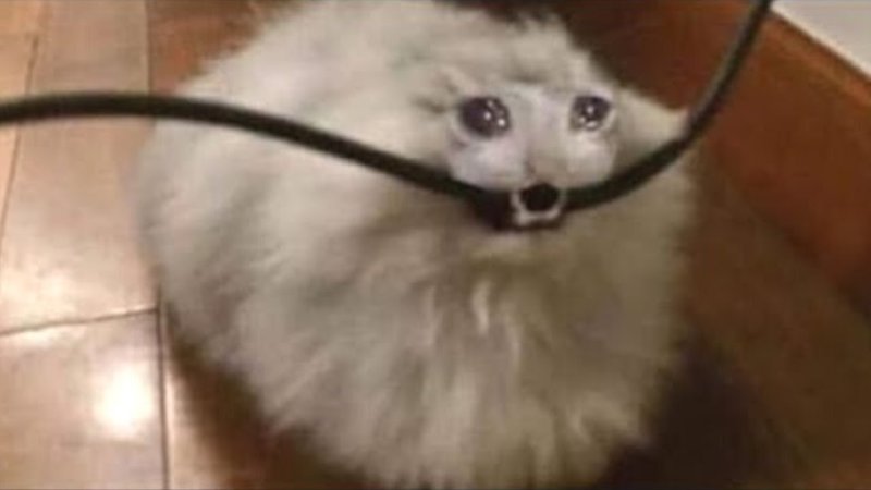 Кот грызет провода