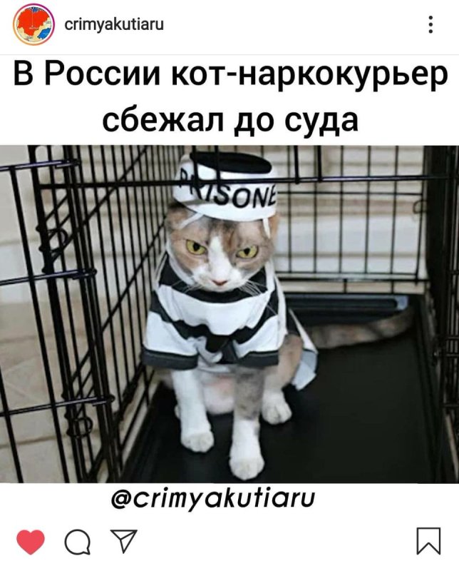 Кот в тюремной робе