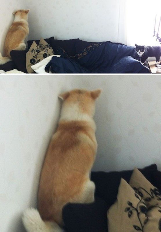 Кошка отвернулась