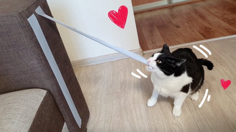 Котик с скотчем на лапках