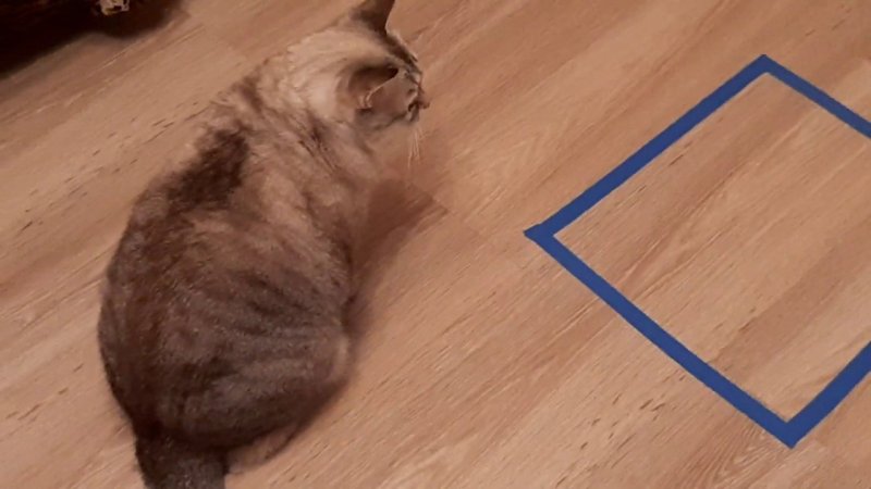 Кот со скотчем на лапах