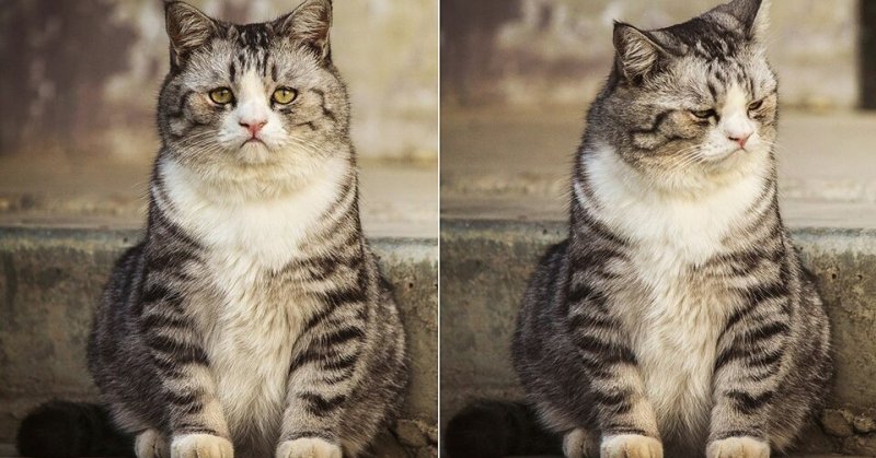 Мемы с кошками