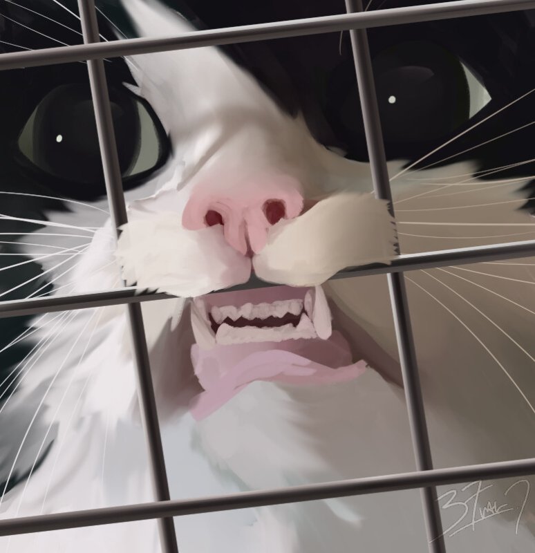 Кот за решеткой Мем