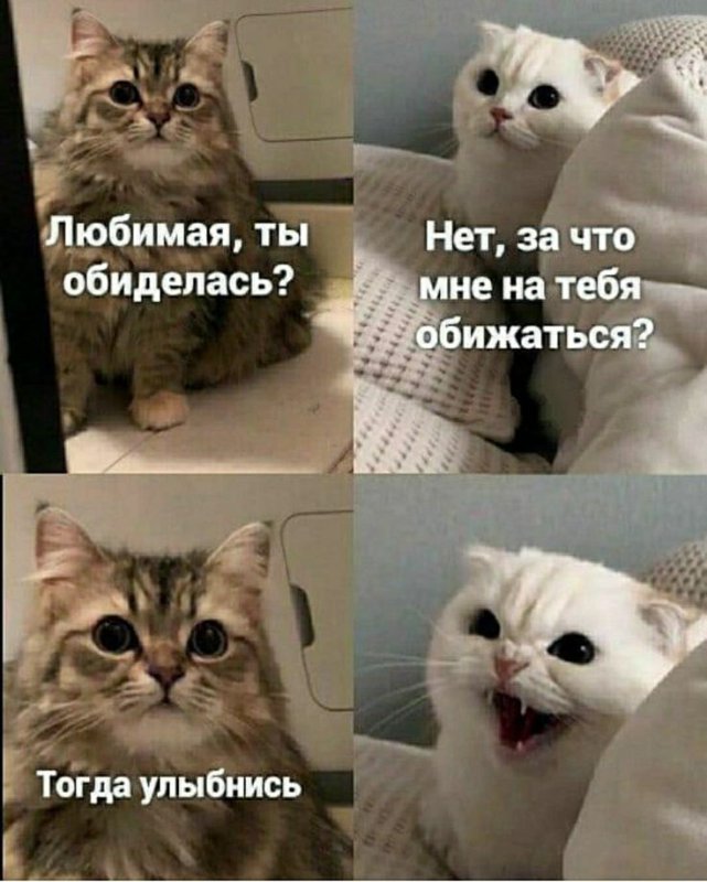 Смешные мемы с котами