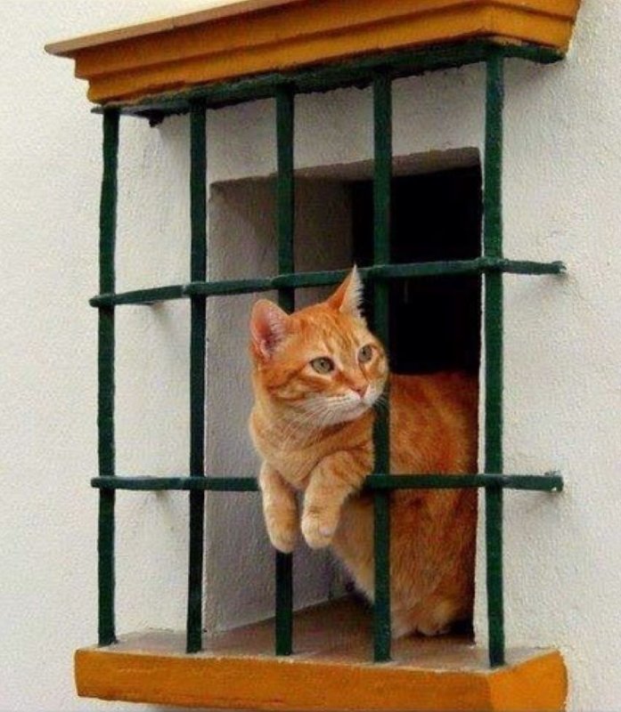 Котенок за решеткой