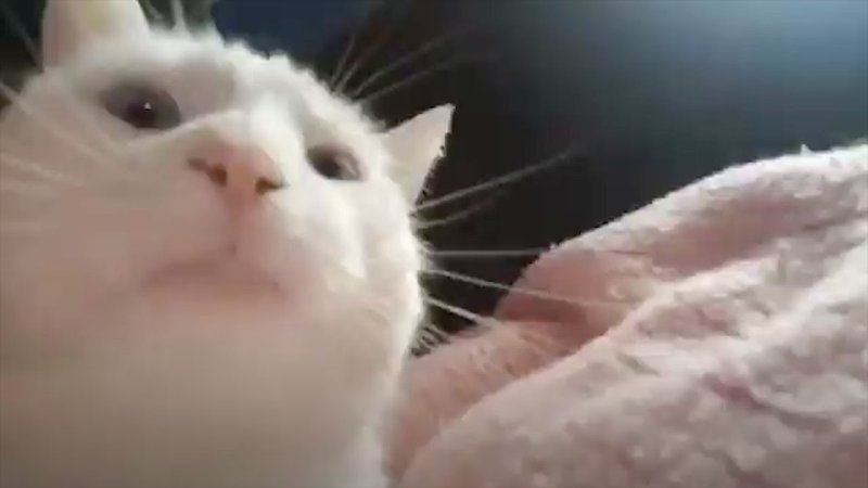 Кот трясёт головой