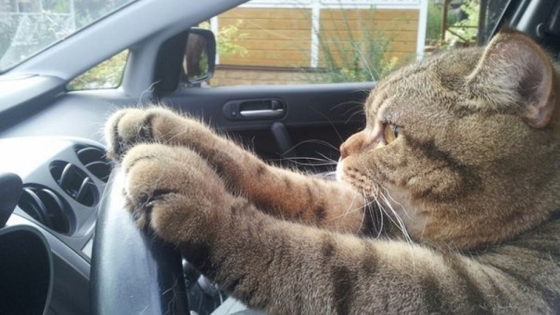 Котик в машине