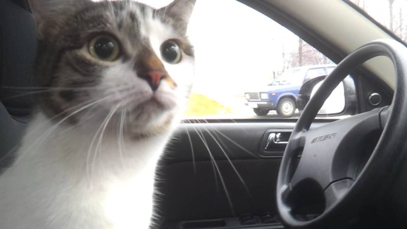 Кот водитель