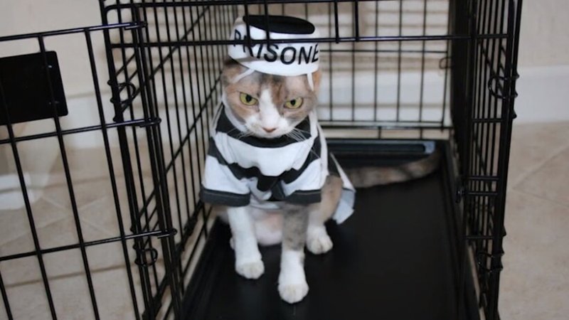 Кошка за решеткой