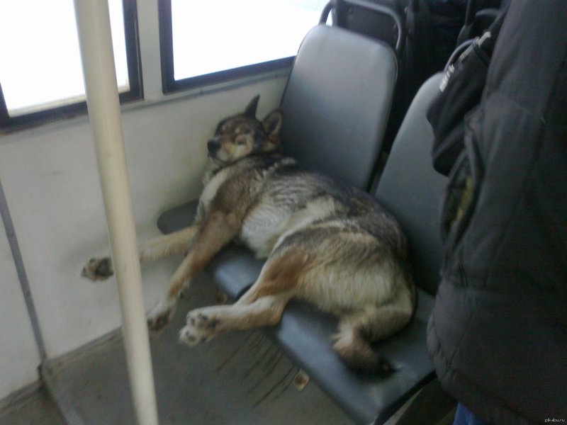 Собака пассажир