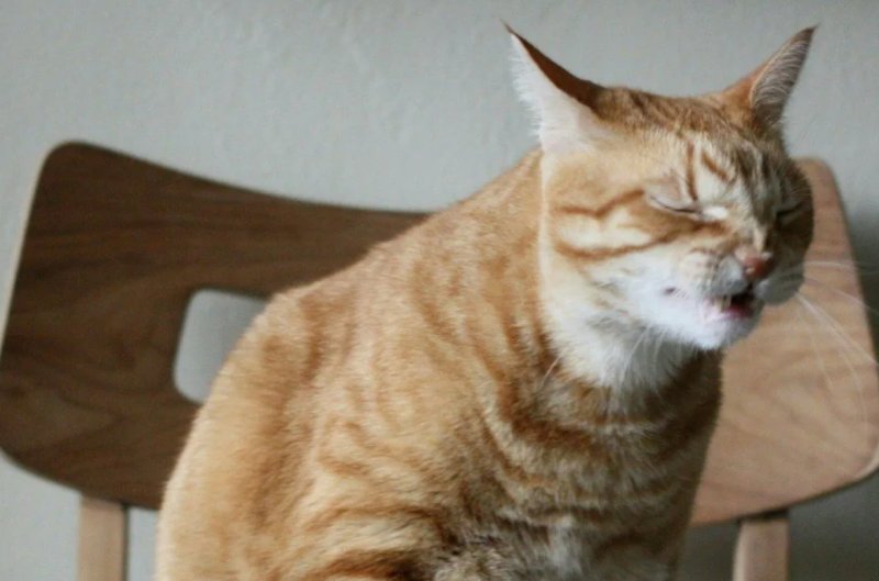 Кашляющий кот