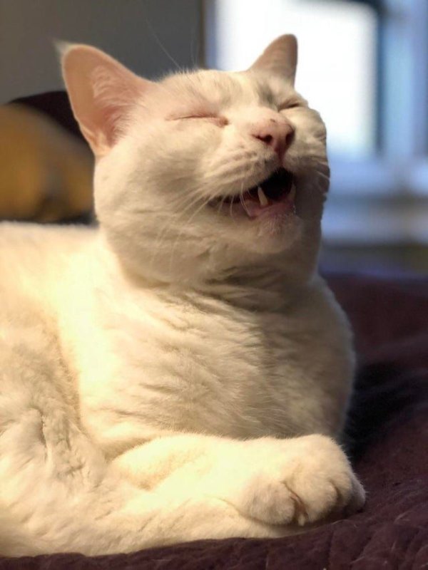 Кот чихает