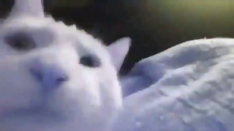 Белый кот трясёт головой