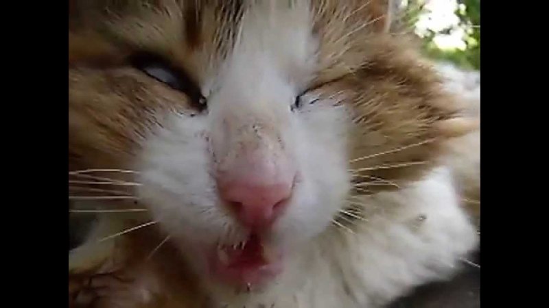 Смешные коты под кайфом