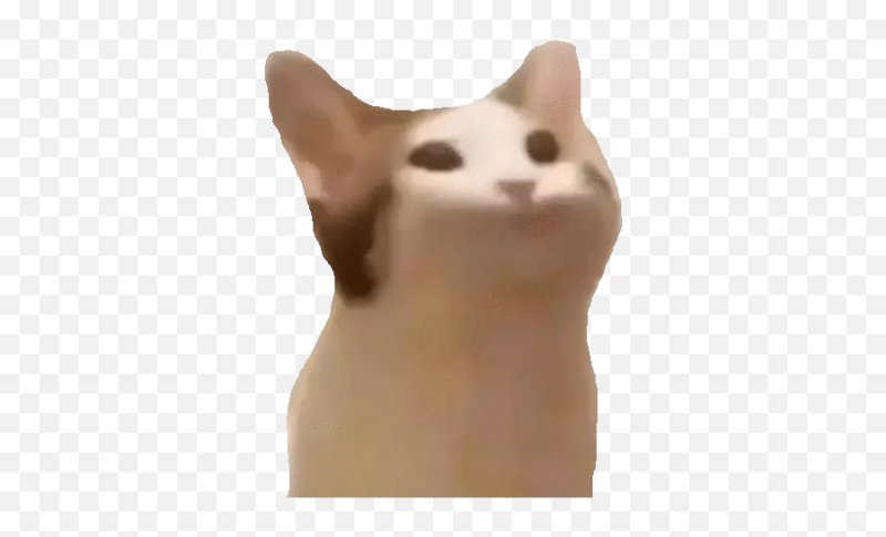 Мемы с котами без фона