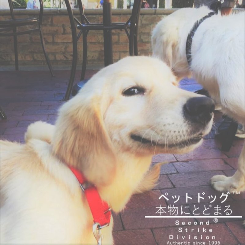 Кто хороший мальчик