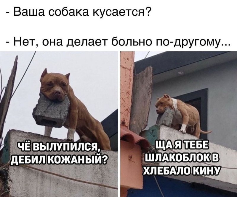 Ваша собака кусается