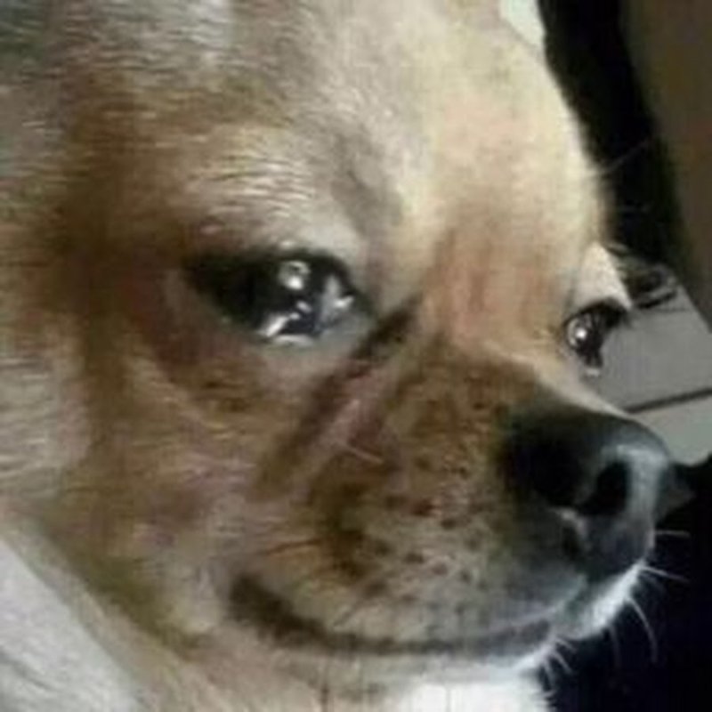 Плачущий щенок