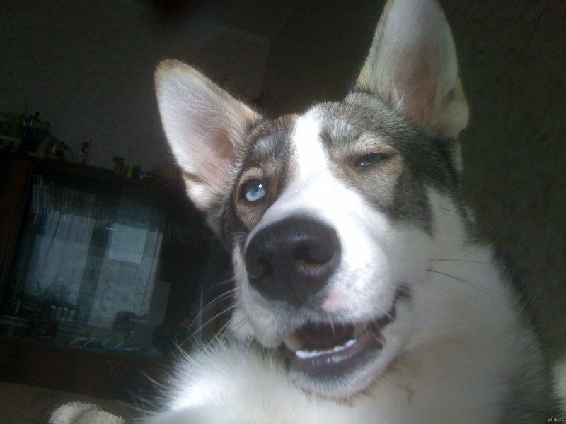 Собака заигрывает