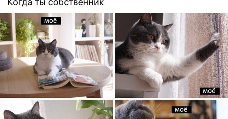 Мемы с котами