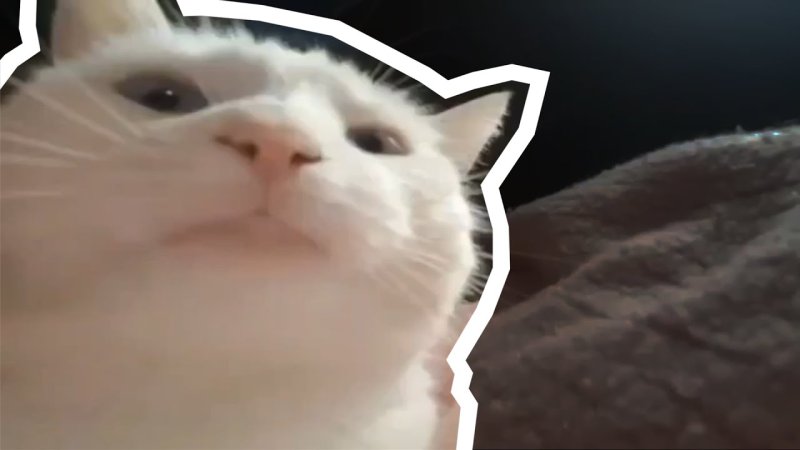 Белый кот флексит