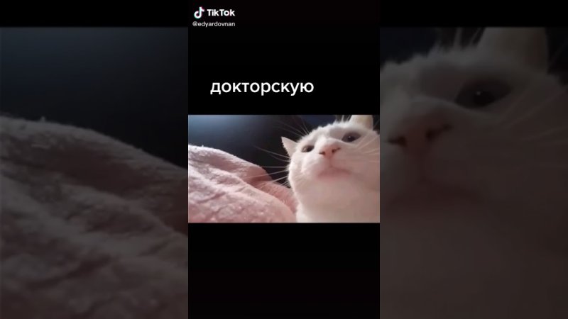 Кот кивает головой