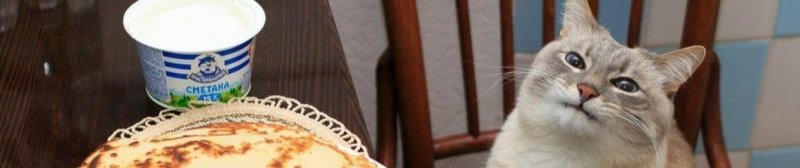 Кот в сметане