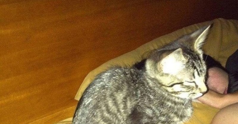 Домашнего Василия кот прикол