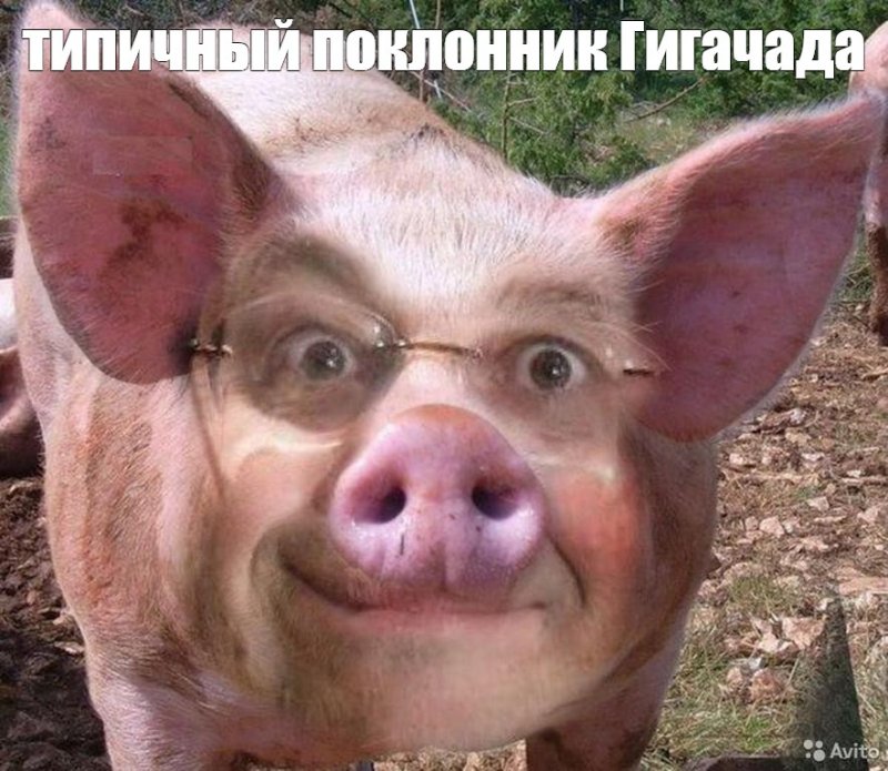 Смешные свиньи