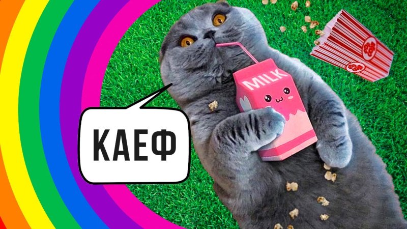 Котик кайфует Мем