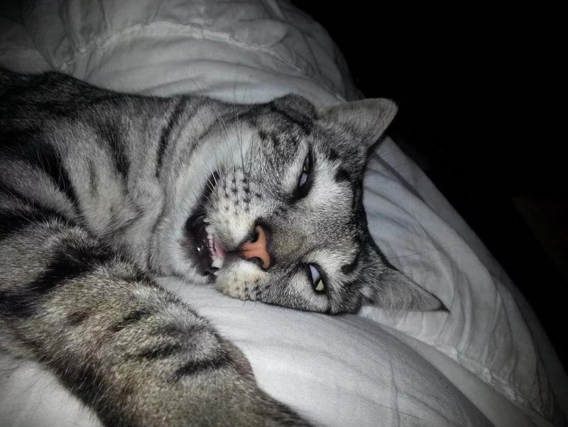 Кот кайфует