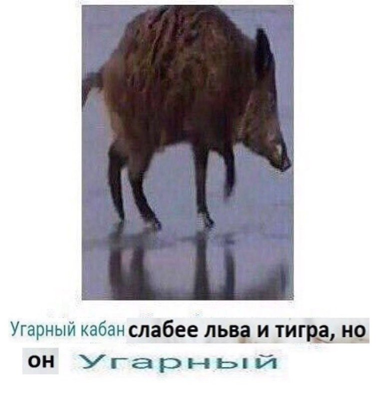 УГАРНЫЙ кабан Мем