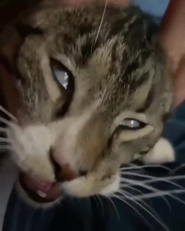 Кайф Мем кот