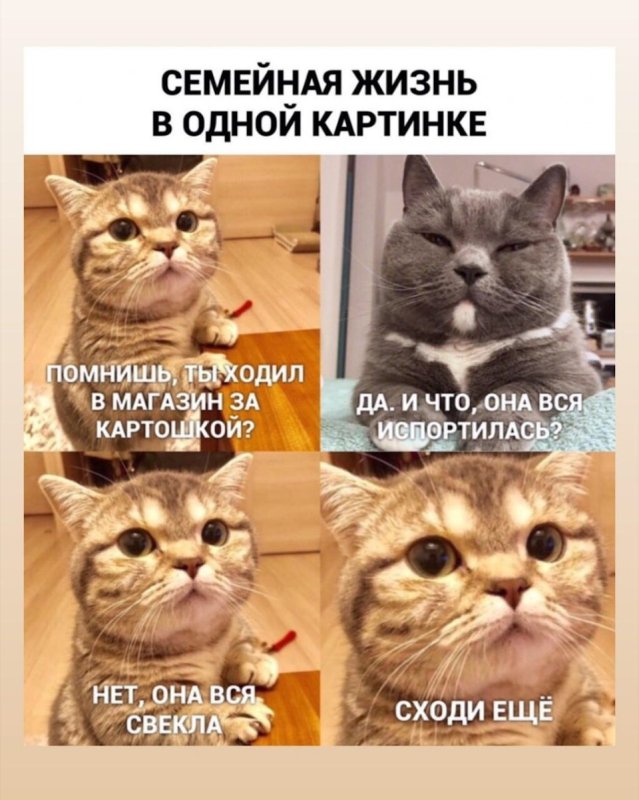 Популярные мемы коты
