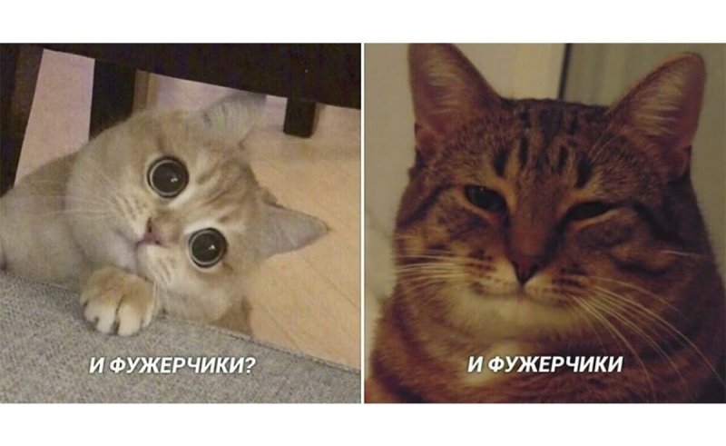 Кот фужерчики
