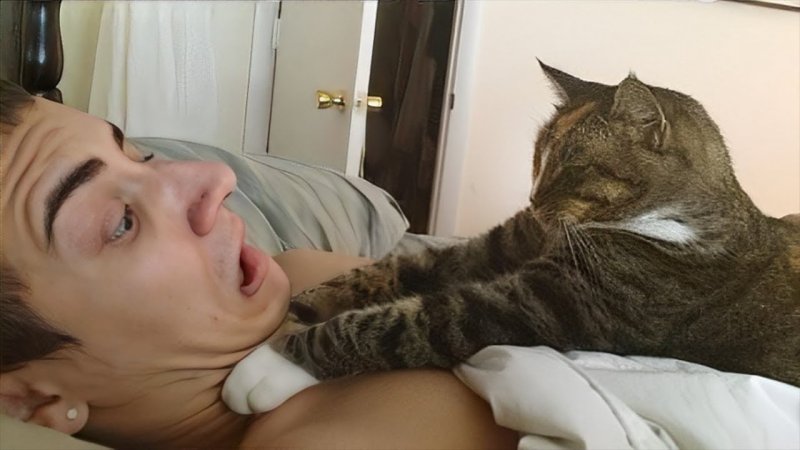 Кот будит хозяина